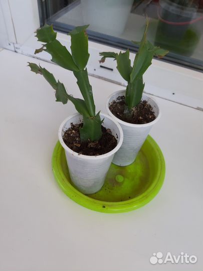 Декабрист шлюмбергера