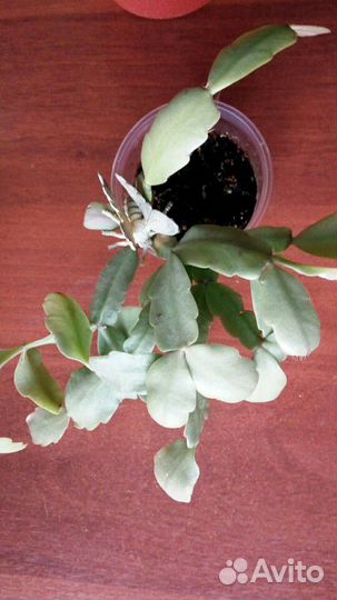 Цветы домашние