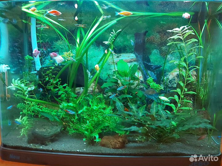 Аквариум