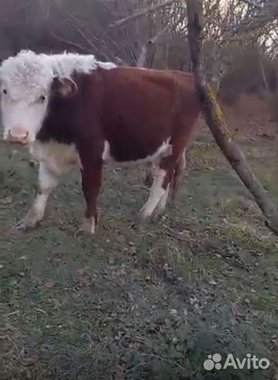 Телята бычки