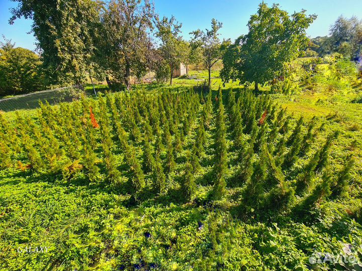 Саженцы туи