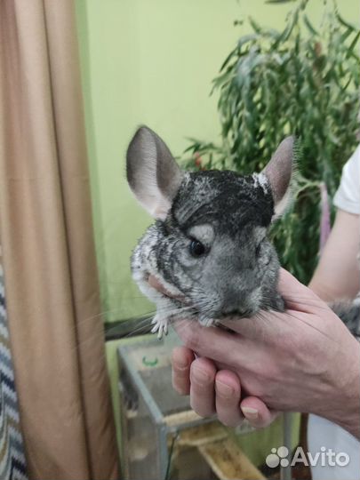 Шиншилла
