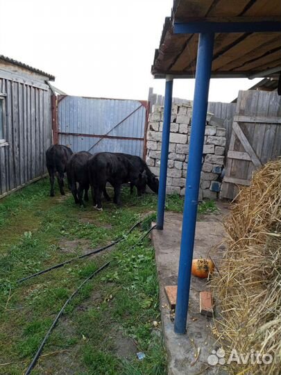 Абердин ангус телки