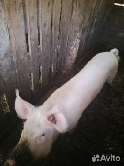 Поросята породы ландрас, на доращивание