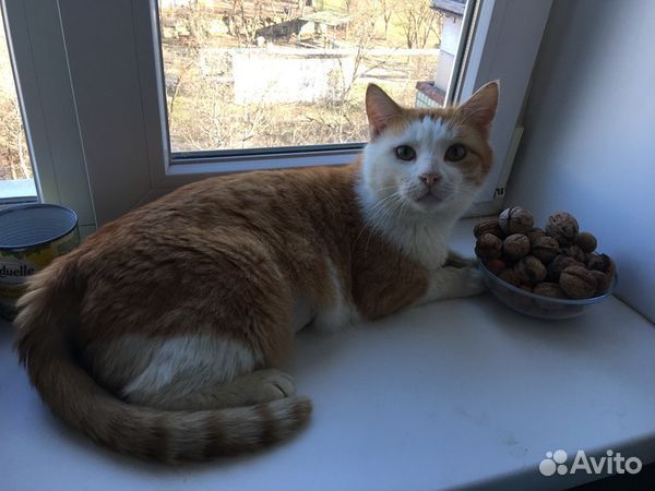 Очень общительный кот Котик в добрые руки