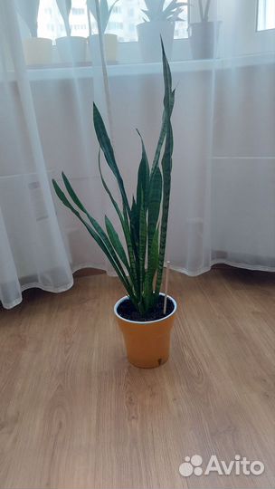 Сансевиерия Зейланика