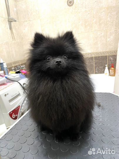 Груминг.Стрижка собак, экспресс-линька собак/кошек