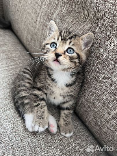 Котята в добрые руки даром бесплатно