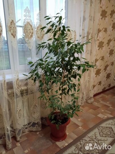 Фикус бенджамина