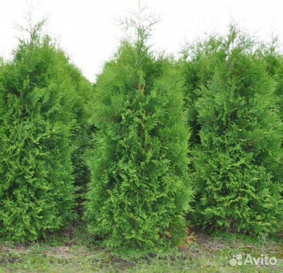 Туя Брабант саженцы