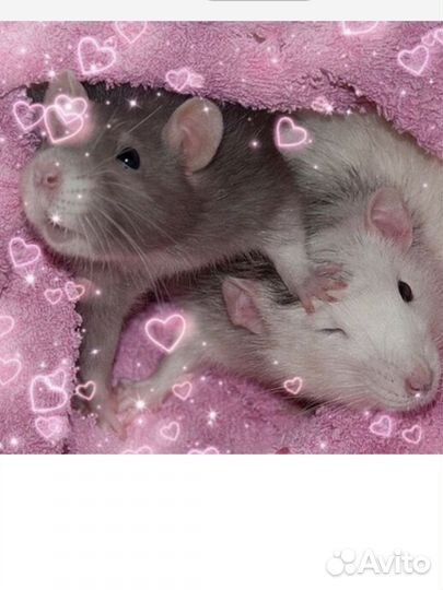 Крыса дамбо