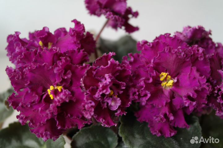 Листья сортовых фиалок