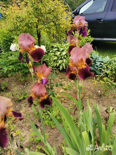 Ирис бородатый коричневый