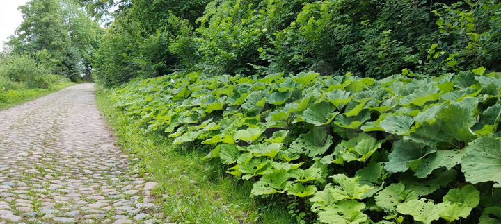 Участок 41 сот. (ИЖС)