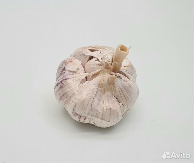 Чеснок яровой на посадку от 5кг