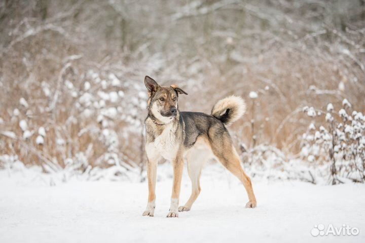 Пристраивается пес на охрану
