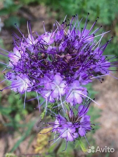 Семена фацелии / фацелия / медонос /1 кг и 3 кг