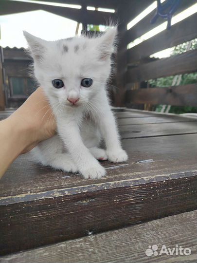 Котёнок (мальчик)