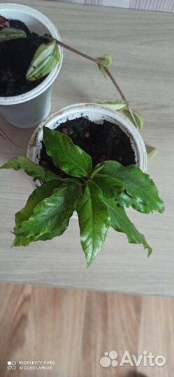 Комнатные цветы