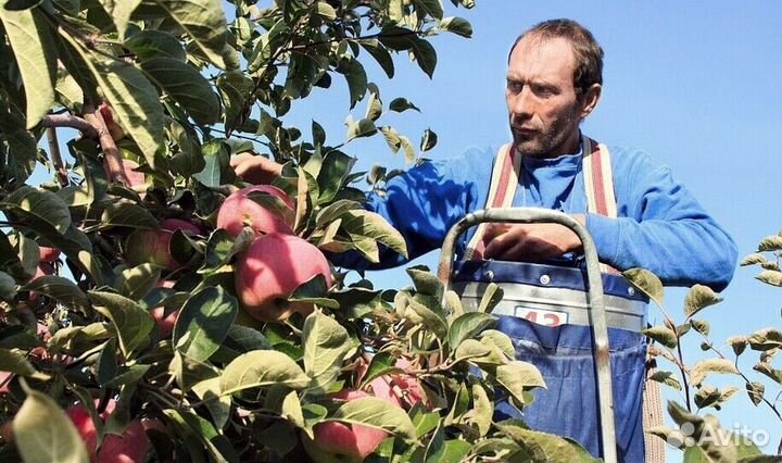 Работа Сборщиком яблок. Вахта