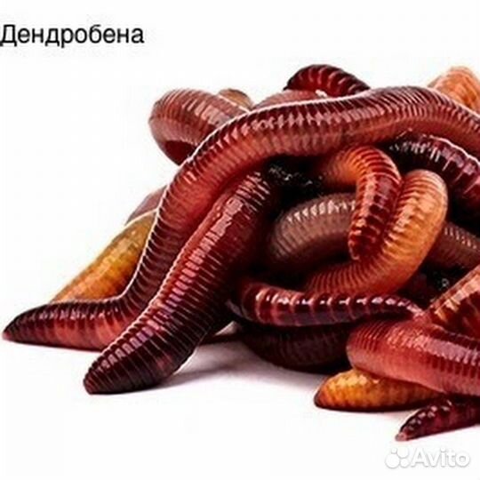 Наживка для рыбалки оптом и в розницу