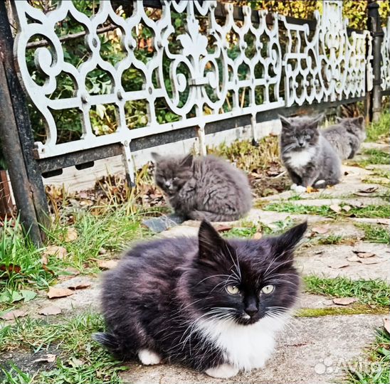 Котята в добрые руки