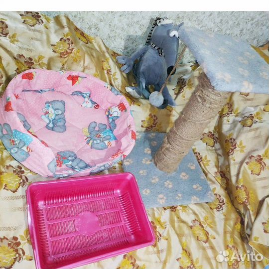 Когтеточка, лежак, лоток. За все