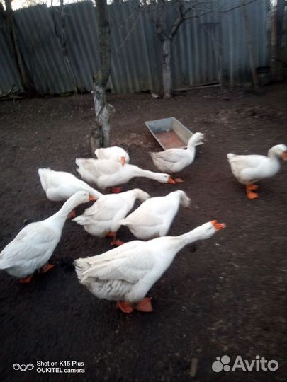 Инкубационное яйцо гусиное