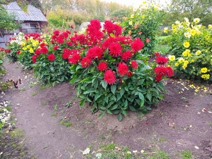 Участок 10 сот. (СНТ, ДНП)