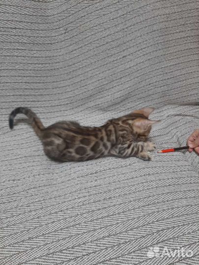 Бенгальская кошечка