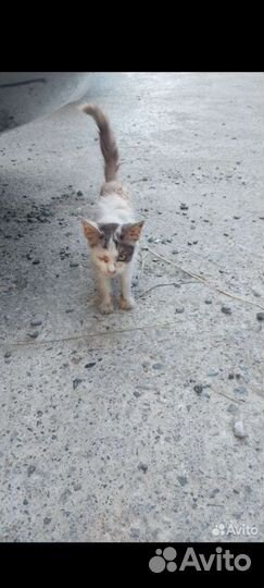 Котятя в добрые руки