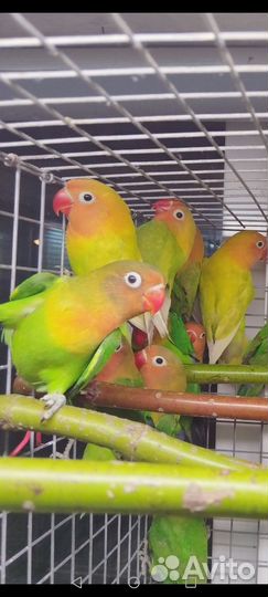 Попугай Неразлучники от 3 мес