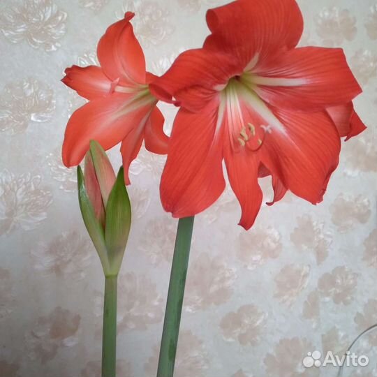 Гиппеаструм