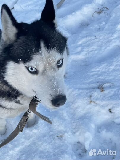 Щенки Сибирской Хаски