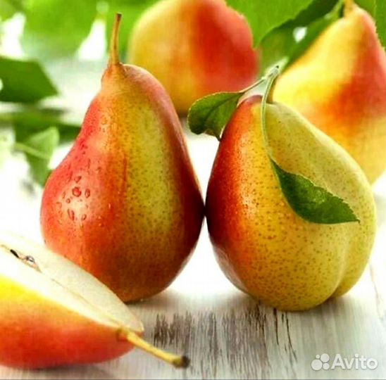 Груша сорт Мраморная