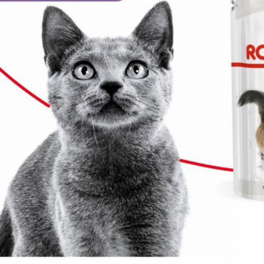 Влажный корм для кошек Royal Canin Sterilized