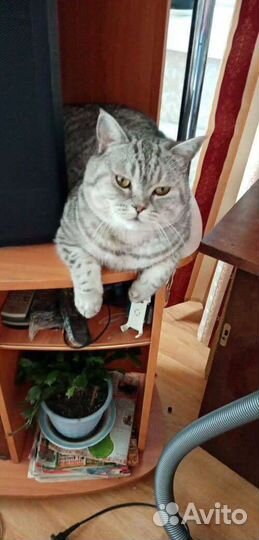 Шотландский кот