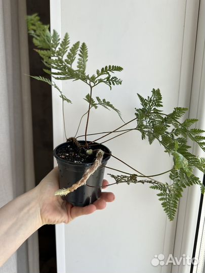 Комнатные цветы