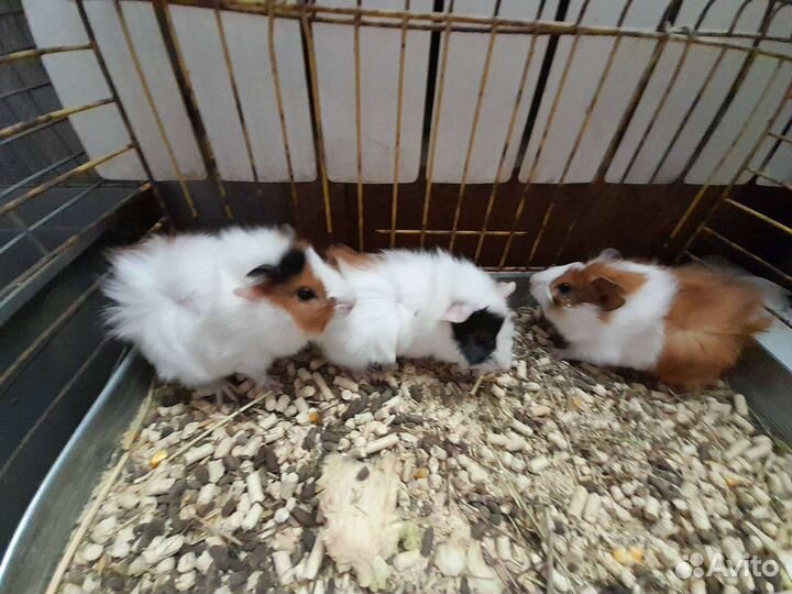 Морская свинка