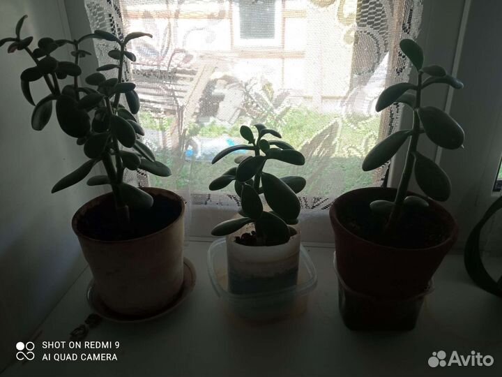 Толстянка, денежное дерево