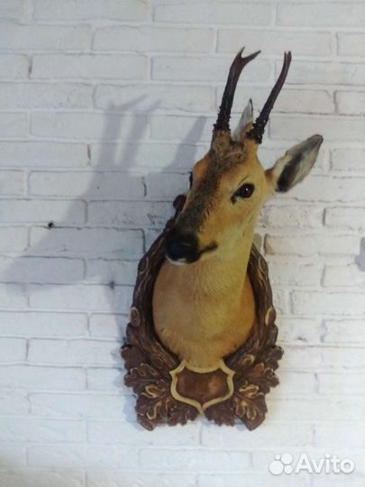 Чучела(выделка)