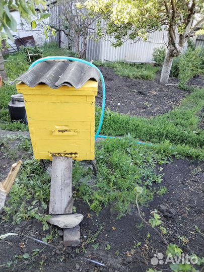 Пчелосемьи