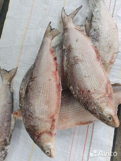 Свежая рыба
