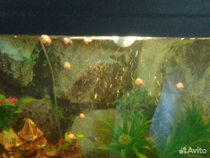 Улитки аквариумные ампулярии