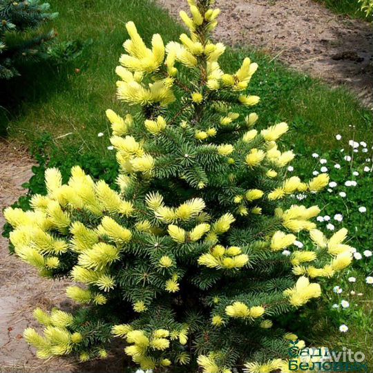 Ель майголд в наличии