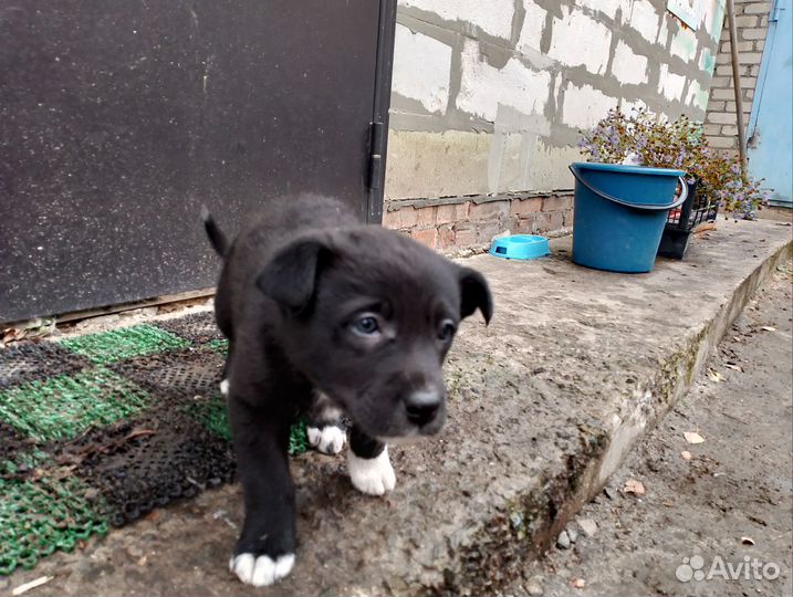 Щенок мальчик от сторожевой собаки