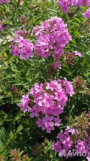 Многолетние садовые цветы для вашего сада