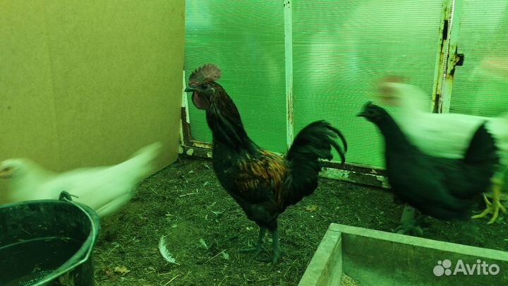 Молодые петухи