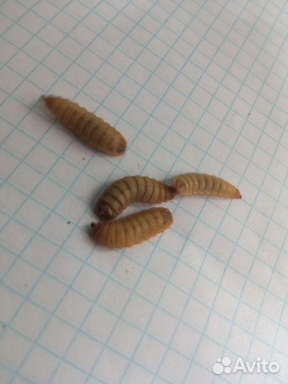 Черная львинка