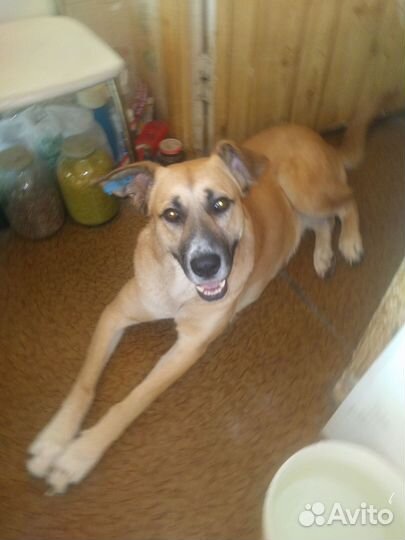 Собака в добрые руки